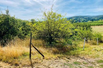Garten Streuobstwiese zu verpachten. Top. Ruhig. - Klingenmünster