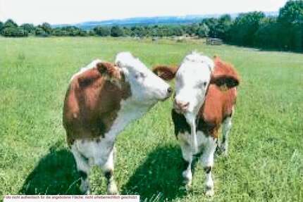 Grundstück in Rehburg-Loccum 94.180,00 € 34173 m²