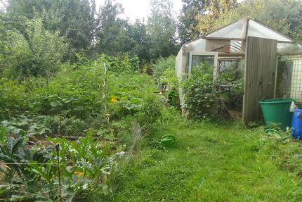 Lust auf Tomaten, die nach Sonne schmecken? Komm vorbei! - Geilenkirchen