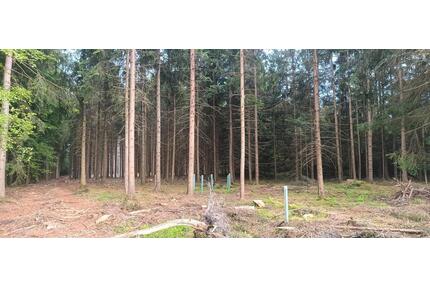 Waldgrundstück - 4,00&nbsp;EUR Kaltmiete, ca.&nbsp; 0,00&nbsp;m&sup2; in Rot an der Rot (PLZ: 88430)