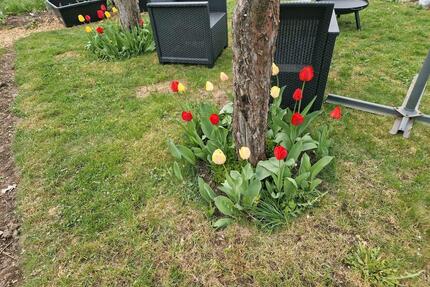 kleingarten 330 qm - 600,00&nbsp;EUR Kaltmiete, ca.&nbsp; 0,00&nbsp;m&sup2; in Freiberg (PLZ: 09599)