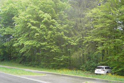 1 ha Wald, 60 jähr. Fichten, Thannhausen, Augsburger Straße - Krumbach (Schwaben)