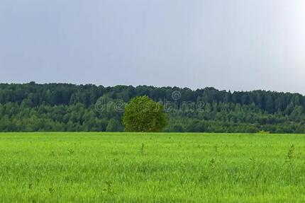Kleingarten-Gartenfläche zu verpachten – naturnaher Anbau erlaub - Rheinfelden (Baden)