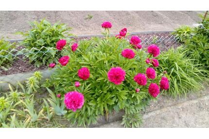 Gepflegter Kleingarten in SchwedtOder - Schwedt (Oder)