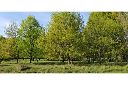 2 ha Waldgrundstück Wald Laubwald Jungwald in der Region Hannover - Neustadt am Rübenberge