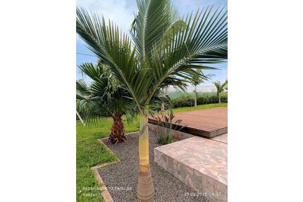 Bungalow-Juwel in Paraguay: zentral, ruhig & sofort bezugsfertig! - Bremen Osterholz