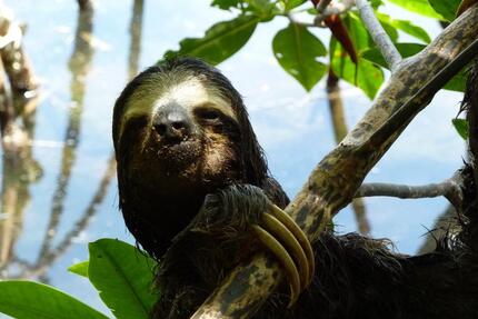WOHNUNG mit Garten 400 m vom Pazifik in COSTA Rica langfristig zu vermieten ☎️ 0178 - Erfurt Kühnhausen