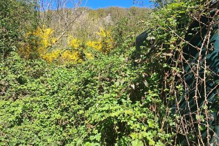 Wilder Garten (400 m²) in Martinsthal zu verpachten RESERVIERT - Wiesbaden Biebrich