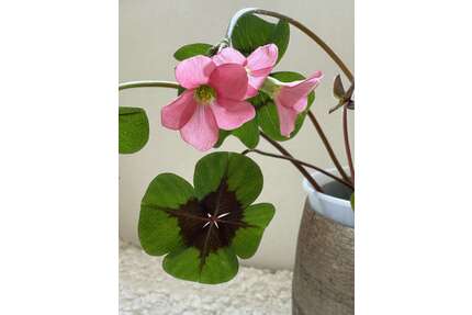 Grundstück zu verkaufen in Frankfurt Griesheim 799.000,00 € 715 m² - Frankfurt / Griesheim