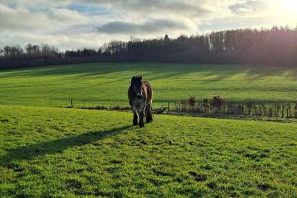 PferdehaltungMehrgenerationenwohnenVermietung: Fachwerkhofensemble mit 2 Wohnhäusern, Nebengebäuden, großem Offenstall und ca. 1,7 ha Eigenland! - Nümbrecht Ödinghausen
