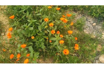 7500 m² Landwirtschaft Grundstück in Bouarg Nador Marokko - Frankfurt am Main Ginnheim