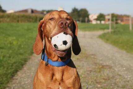 Heimat für Herz und Seele - 1.750,00&nbsp;EUR Kaltmiete, ca.&nbsp; 136,00&nbsp;m&sup2; in Steinhagen (PLZ: 33803)