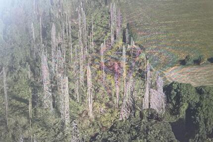 LaubholzNadelwald 2.648 qm in 51647 Gummersbach-Frömmersbach