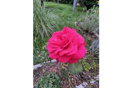 **Freistehendes Mehrgenerationenhaus mit DG Studiowohnung: 2 EBK- 2 Bäder- 2 Garagen- auf sonnigem Grundstück!!** - Neresheim