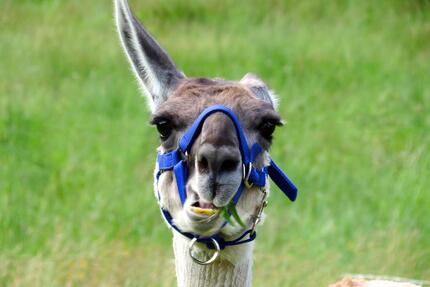 Attraktives Freizeitgrundstück mit Hütte nahe FR-Günterstal - Horben