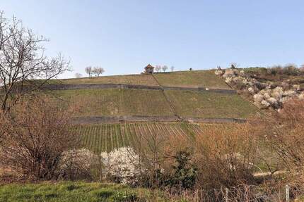 Exklusives Wohnen in bester Lage - Lichtdurchflutete Wohnung mit Garten und Blick in die Weinberge - Heppenheim