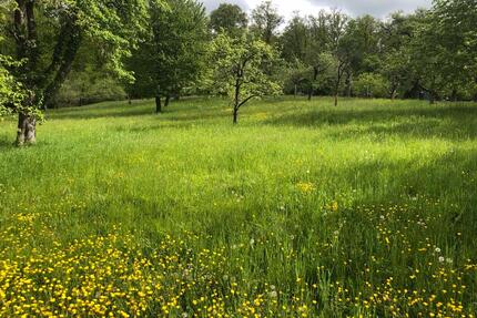 Gartengrundstück Streuobstwiese zu verpachten Esslingen-Zell - Esslingen am Neckar Oberesslingen