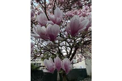 Wohnung zum Mieten in Leimen 1.050,00 € 90 m²