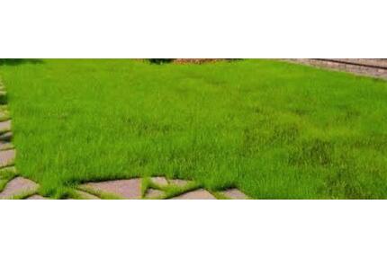 Garten zur pachten, Schweinfurt Oberndorf