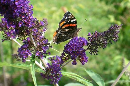 Wohnung im Außenbereich Wiggensbach