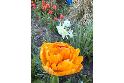 Kleingarten 75 qm in Dresden-Süd – ruhig & naturnah