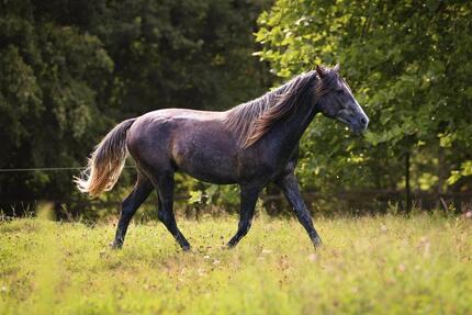 Einfamilienhaus mit genehmigter Pferdehaltung, Reitplatz - Osann-Monzel