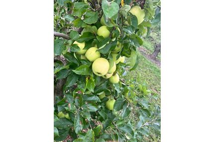 Obstzeile Grundstück - 300,00&nbsp;EUR Kaltmiete, ca.&nbsp; 0,00&nbsp;m&sup2; in Kitzingen (PLZ: 97318)