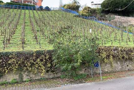Baugrundstück mit Moselblick in Hanglage - Alf