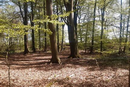 Waldgrundstück zu verpachten - 631 m² - Neuwied Feldkirchen