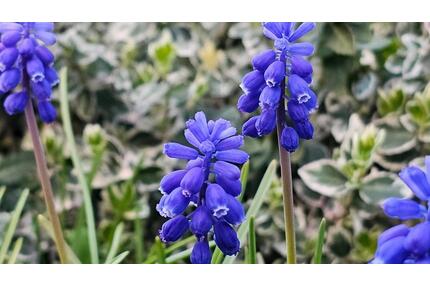 Leckerer Schrebergarten mit gemütlichem Wochenendhaus in Sandkamp - Wolfsburg Ehmen