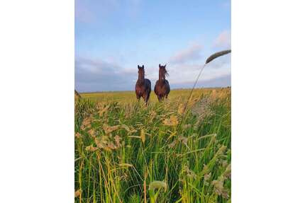 Haus zum Kaufen in Midlum 1.500.000,00 € 250 m²