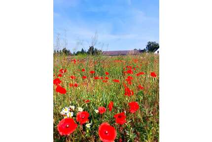 Grundstück zu verkaufen in Schwante Oberkrämer 219.000,00 € 725 m²