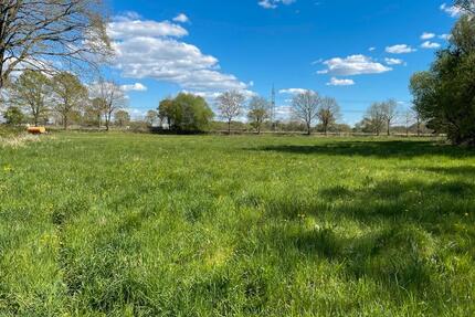 Pferdeweide Sommerweide Grünland - Uetersen