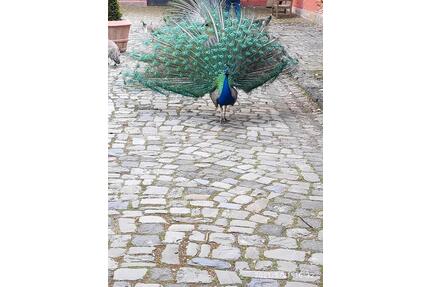 4 Zimmer Wohnung - 560,00&nbsp;EUR Kaltmiete, ca.&nbsp; 85,00&nbsp;m&sup2; in Bergen (PLZ: 29303)