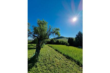 Grundstück (Wiese mit Häuschen und Bäumen ) - Adelsheim