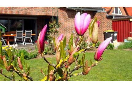 ***Modernes Einfamilienhaus mit Garten und vielen Extras in exklusiver Lage*** - Parchim