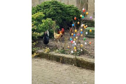 Bauernhaus Nähe Mühlfeldsee - 169.000,00&nbsp;EUR Kaufpreis, ca.&nbsp; 150,00&nbsp;m&sup2; in Delitzsch (PLZ: 04509)