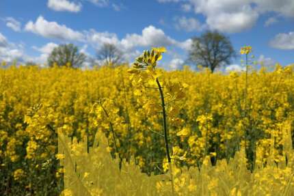 Grundstück zu verkaufen in Käbschütztal 104.125,00 € 833 m²