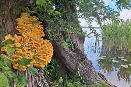 Wassergrundstück mit Bungalow am Malchiner See - Norderstedt