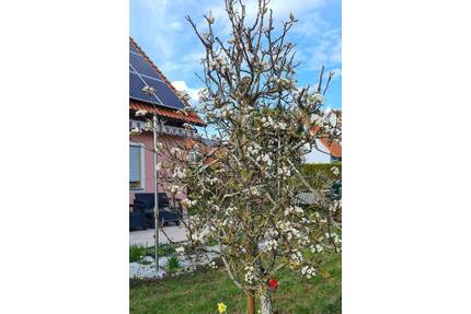 Freist. EFH in ruhiger Lage von Feuchtwangen - zeitlich befristet zu vermieten