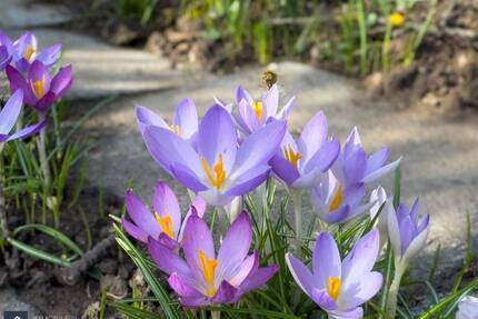 Ihr Rückzugsort am Lahnufer – sonniges Gartengrundstück in Limburg-Au