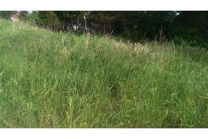 Grundstück zu verkaufen in Lohmen 100.000,00 € 660 m²