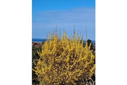 Pachtgarten Kleingarten mit Ostseeblick gegen Abstand abzugeben - Heiligenhafen