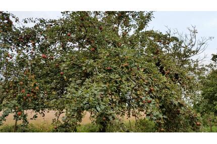 Schönes Grundstück Garten Wingertsberg Dietzenbach zu verpachten