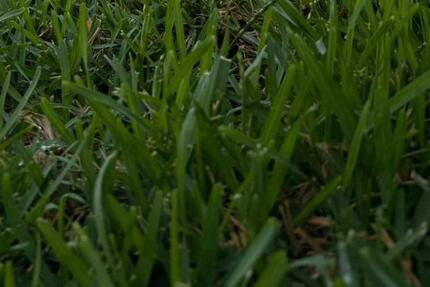 A+ energieeffizientes Haus im Leipziger Umland 1200m² Gs 220m² Wf - Naunhof