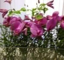 Neues saniertes Zuhause in Nähe des Waldes ! - Düsseldorf Rath