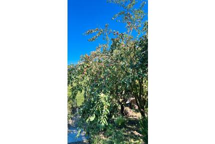 Grundstücke, garten. - 1.500,00&nbsp;EUR Kaltmiete, ca.&nbsp; 0,00&nbsp;m&sup2; in Erfurt (PLZ: 99091) Gispersleben