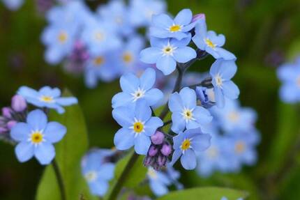 Secret Sale - Familienfreundliches EFH mit großem Garten - freiwerdend - Schwandorf Ettmannsdorf