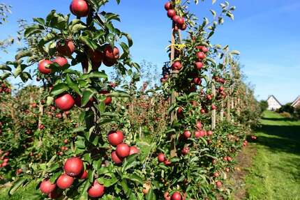 Grundstück zu verkaufen in Jork 195.000,00 € 521 m²