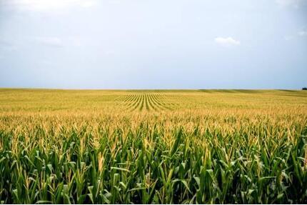 Landwirtschaftliches Investment 700 Ha.|Technik&Personal - Krefeld